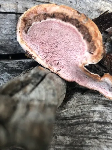 Fomitopsis rosea
