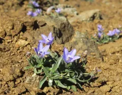 rough harebell thumbnail 2