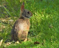 New England Cottontail thumbnail 1