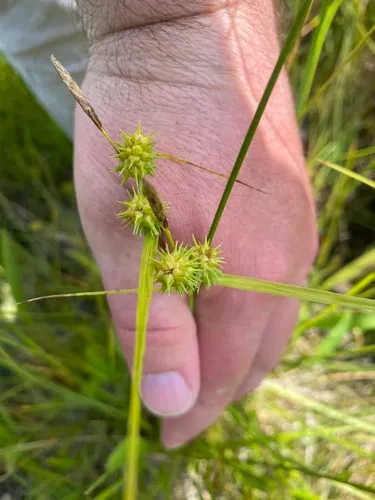 Greenstar Sedge