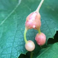 Grape Tumid Gallmaker Midge thumbnail 4