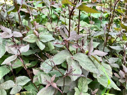 Japanese honewort