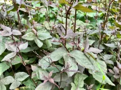 Japanese honewort thumbnail 1