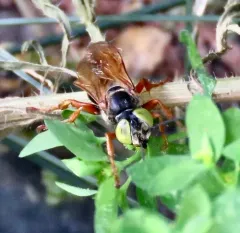 Tachytes distinctus thumbnail 3