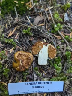 Cortinarius pinguis thumbnail 2