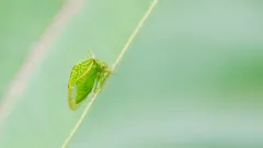 Stictocephala taurina thumbnail 3