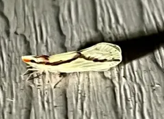 Otiocerus amyotii thumbnail 3