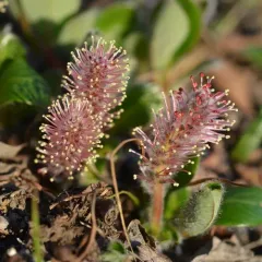 arctic willow thumbnail 2