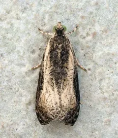 Mysterious Olethreutes Moth thumbnail 3