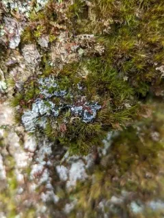 Boreal felt lichen thumbnail 1
