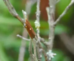 Bog Virbia Moth thumbnail 2