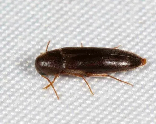 Dark False Darkling Beetle