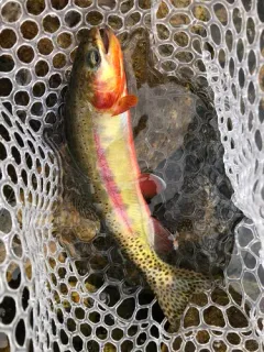 Golden Trout thumbnail 4