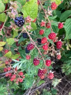 Allegheny blackberry thumbnail 5