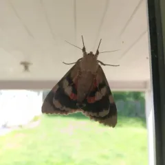 Joined Underwing Moth thumbnail 2