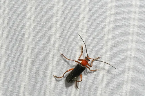 Curtis' Pacific Soldier Beetle
