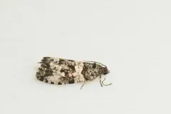 Phiaris dissolutana thumbnail 3