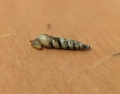 Miniature Awlsnail thumbnail 2