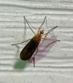 Rhamphomyia glabra thumbnail 3