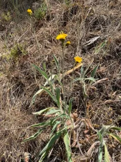 Parry's hawkweed thumbnail 2