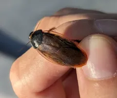 Surinam Cockroach thumbnail 4