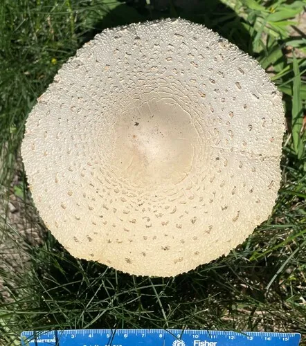 Green-spored Parasol