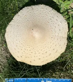 Green-spored Parasol thumbnail 1