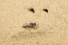 White-haired Beewolf thumbnail 2