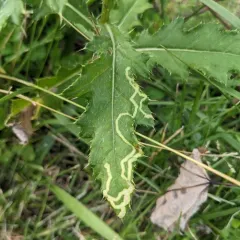 Phytomyza spinaciae thumbnail 3