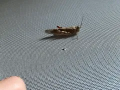 Strenuous Grasshopper thumbnail 3