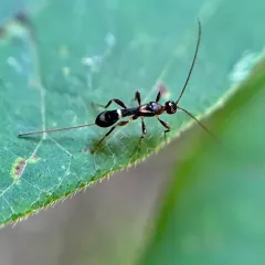 Spathius elegans thumbnail 2