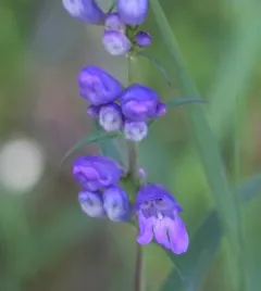 Rocky Mountain beardtongue thumbnail 3