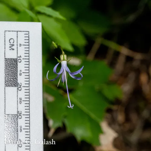 California Harebell