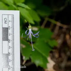 California Harebell thumbnail 1