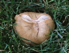 Russula amerorecondita thumbnail 1