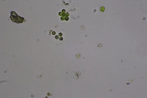 Treubaria schmidlei