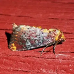 Elder Shoot Borer Moth thumbnail 4
