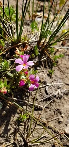 Androsace idahoensis thumbnail 2