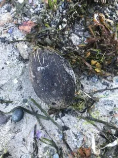 coconut palm thumbnail 2