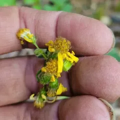 Bolander's Ragwort thumbnail 4