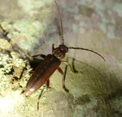 Rust Pine Borer thumbnail 3