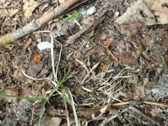 Pulvinula convexella thumbnail 1