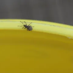 Imported Long-horned Weevil thumbnail 2