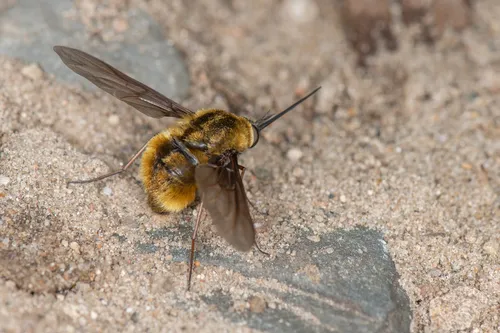 Bombylius validus