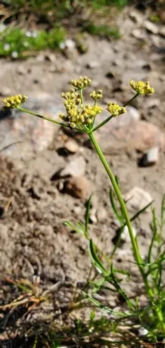 Cusick's biscuitroot thumbnail 2