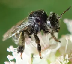 Dark-footed Yellow Loosestrife Bee thumbnail 4