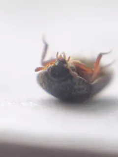 Black Carpet Beetle thumbnail 2