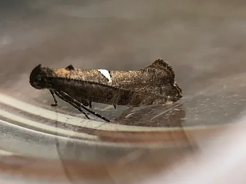 Carrionflower Moth