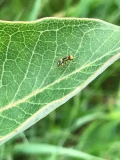 Oxycera variegata thumbnail 2