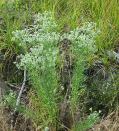 hyssopleaf thoroughwort thumbnail 3